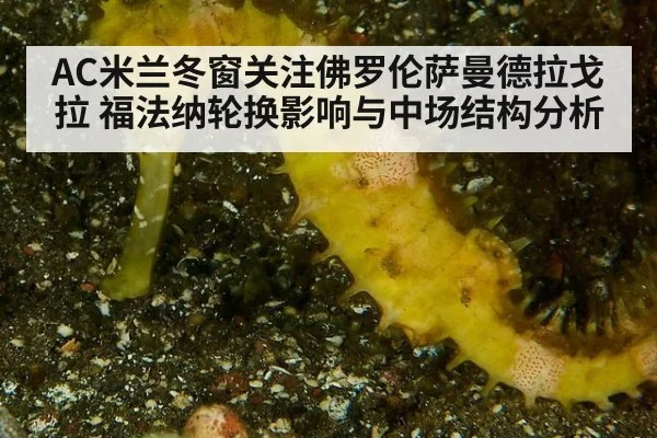 AC米兰冬窗关注佛罗伦萨曼德拉戈拉 福法纳轮换影响与中场结构分析